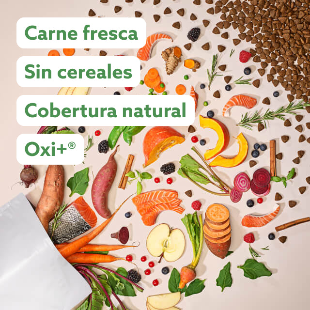Comida sin grano