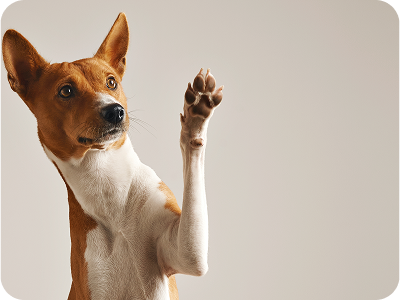Cuéntanos sobre tu perro