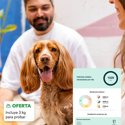 El Plan de Longevidad de tu perro