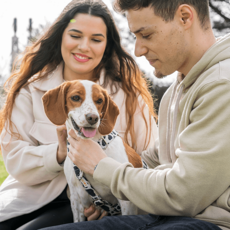 Barkyn: el plan de salud diario que da a los dueños más tiempo con sus perros