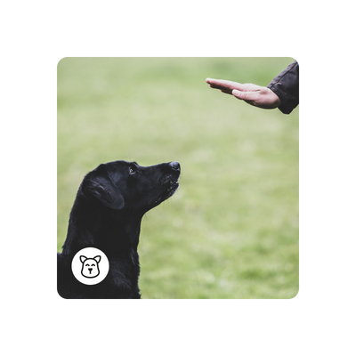 Cita con un especialista en adiestramiento