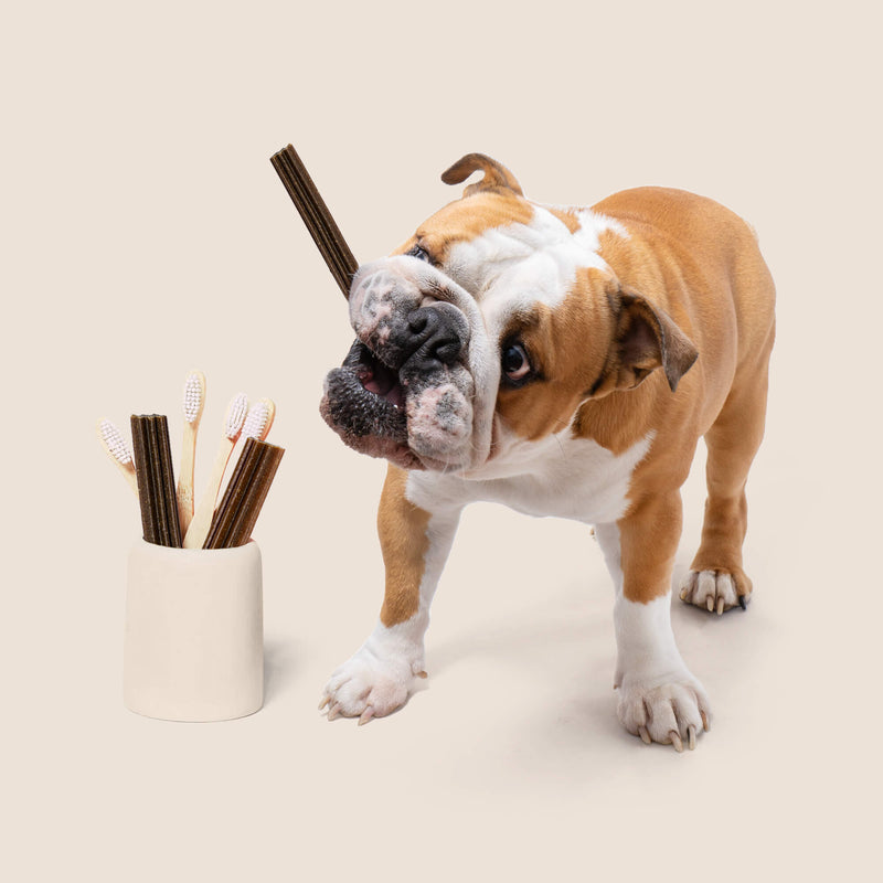 Free Dental Sticks de menta grande