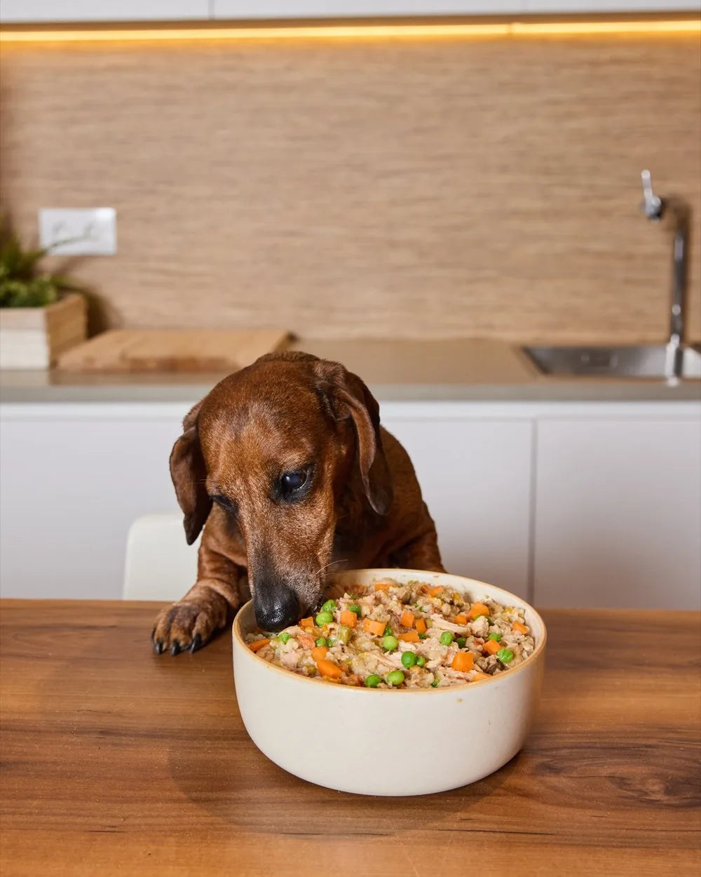 Un perro comiendo la comida fresca Barkyn Fresh, con pollo, arroz y verduras de verdad