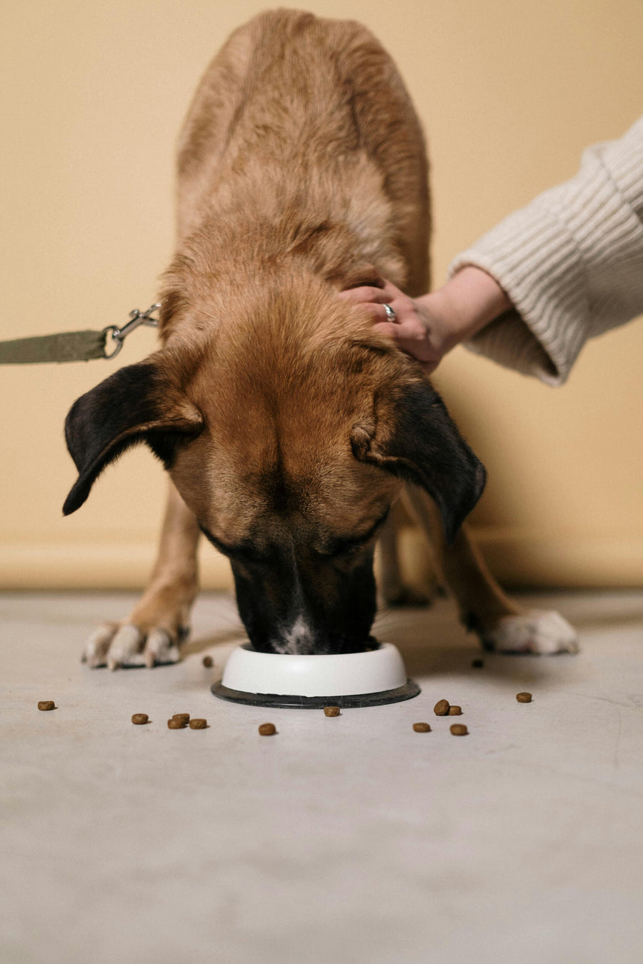 ¿Comida seca o húmeda? ¿Cómo tomar la mejor decisión para tu perro?