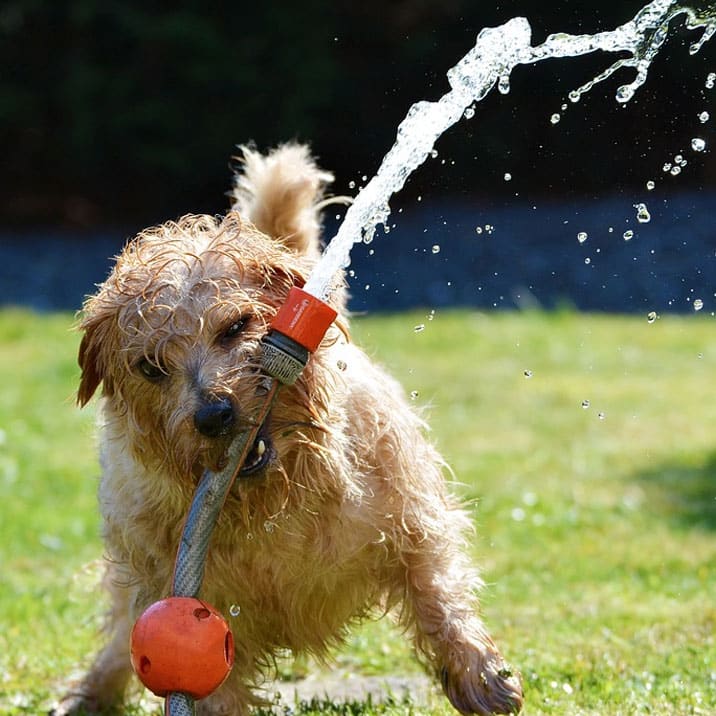 8 cosas que hacer con tu perro el fin de semana