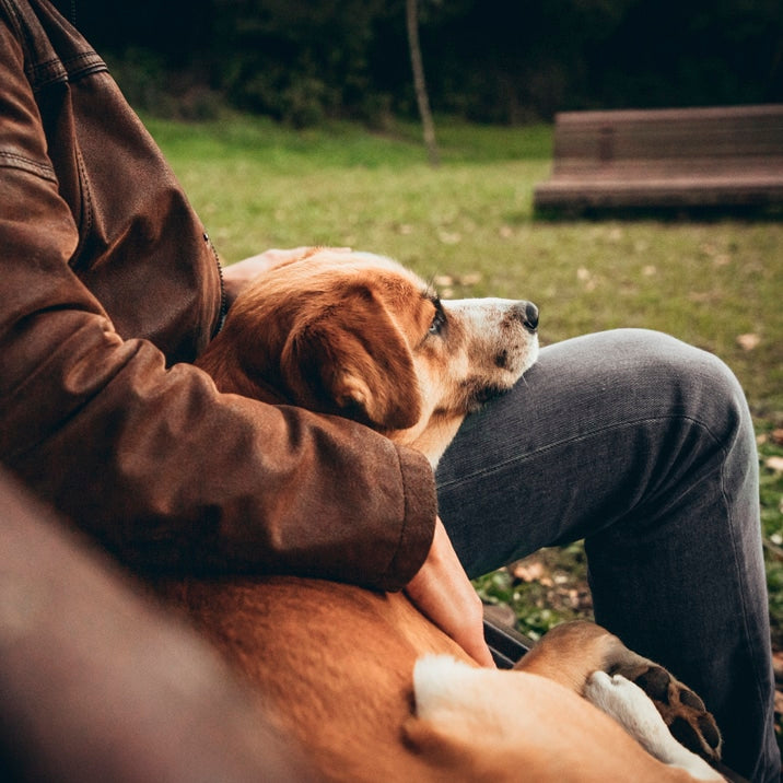 ¿Cómo pueden ayudar las terapia holística a los perros?