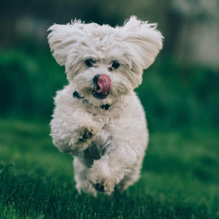 Cómo cortar el pelo a un Bichón Maltés
