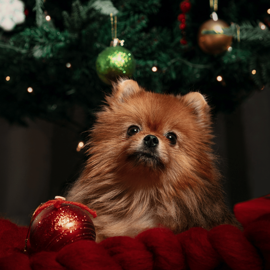 Varios consejos sobre cómo poner el árbol de Navidad con perros