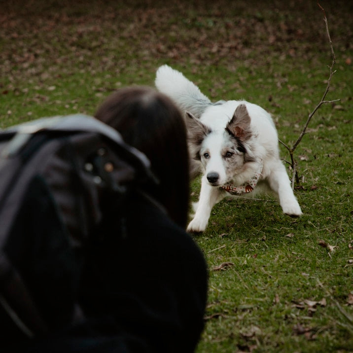 ¿Cómo tomar las mejores foto con tu perro?