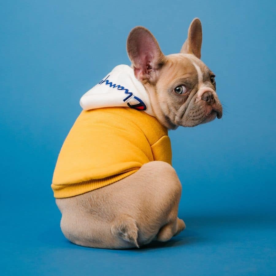 ¿Por qué mi perro intenta montar a las personas?
