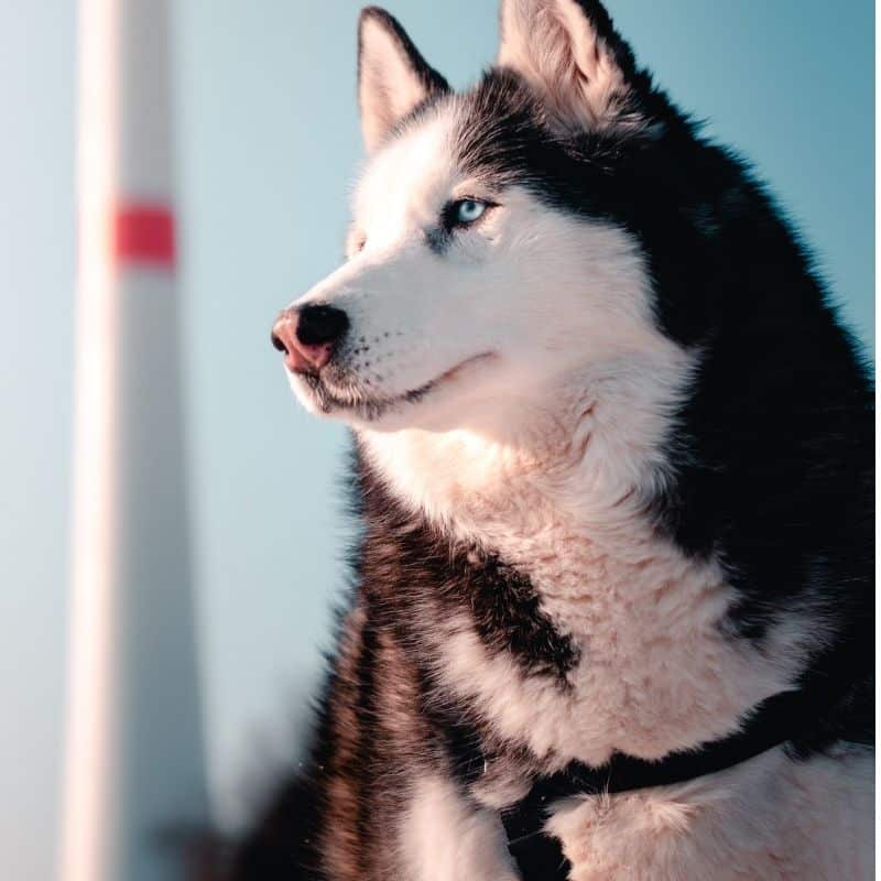 La alimentación del Husky