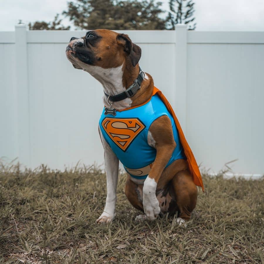 Los 10 perros de dibujos animados más populares