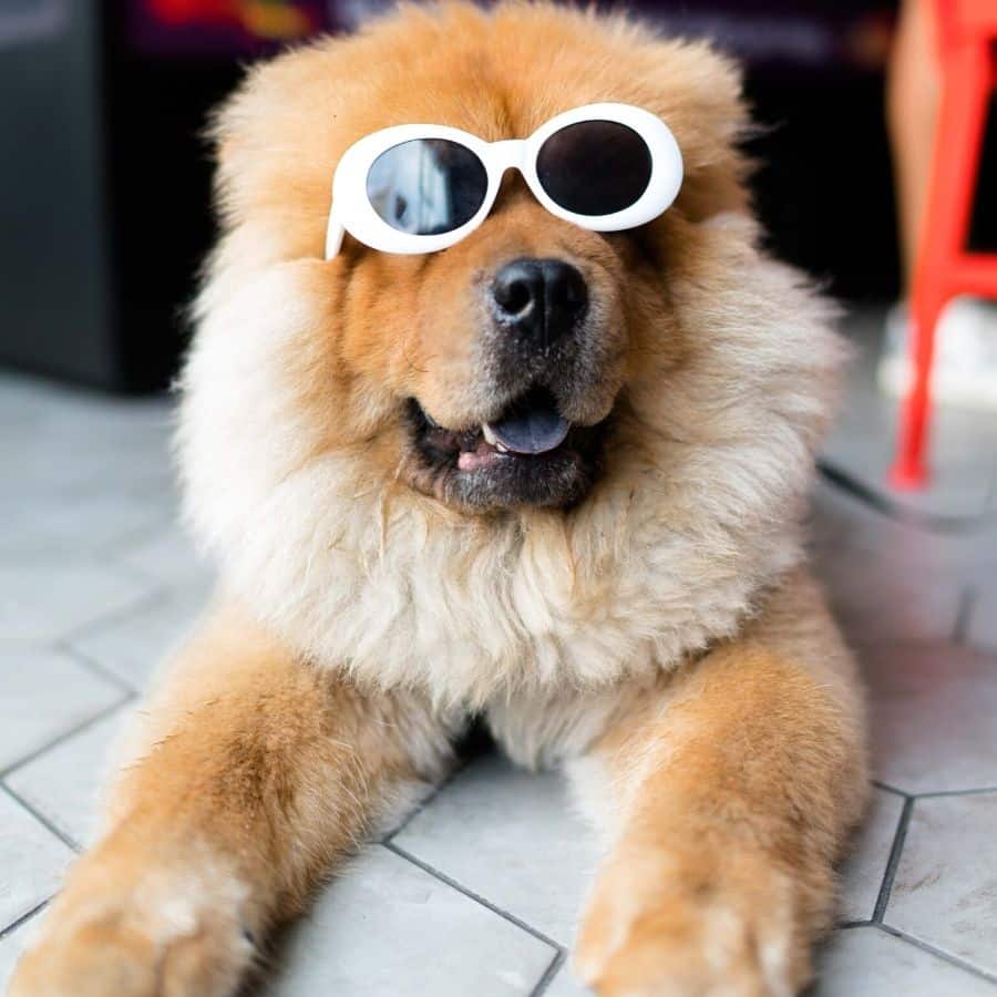 Perros famosos en la historia.