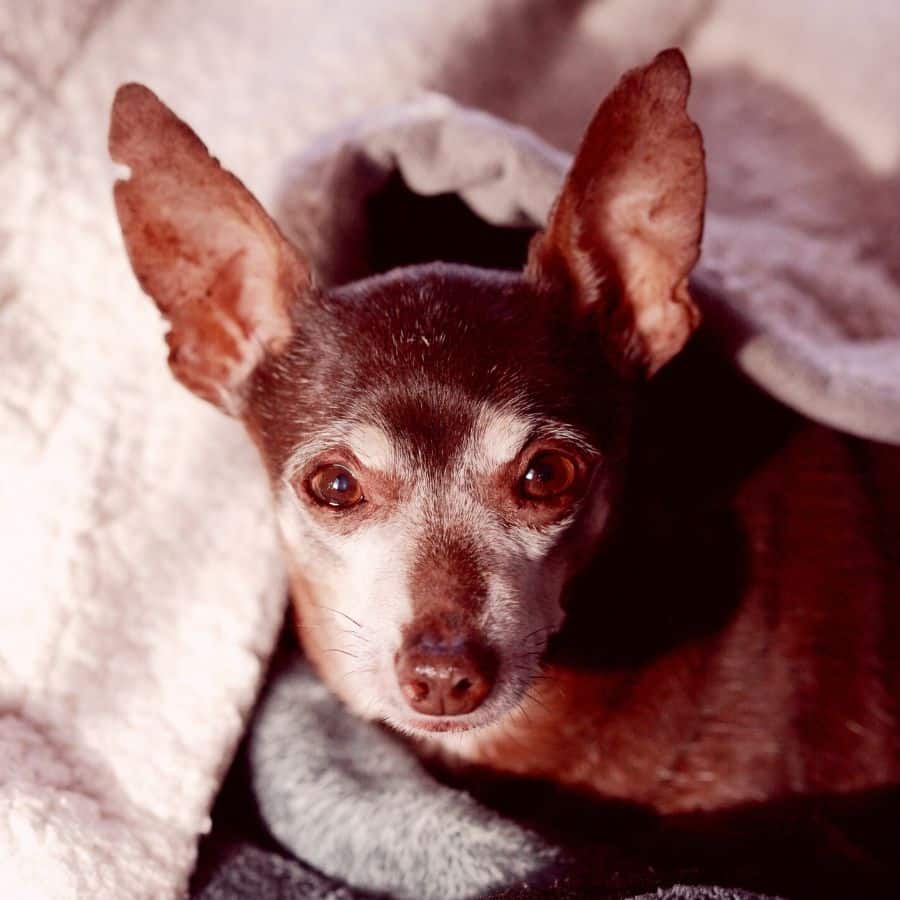 3 tips para ayudar a tu perro sin dientes