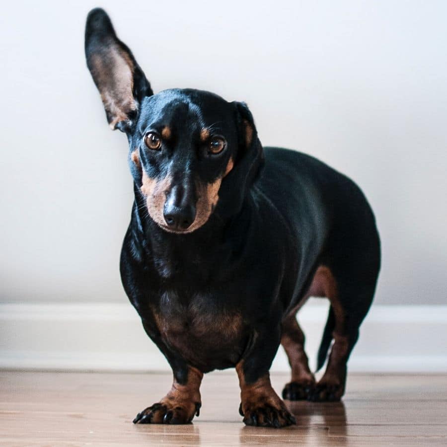 ¿Mi perro hace demasiado pipí?