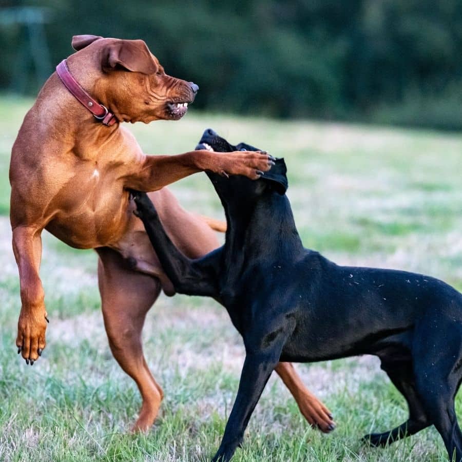Agresividad en perros que conviven en la misma casa