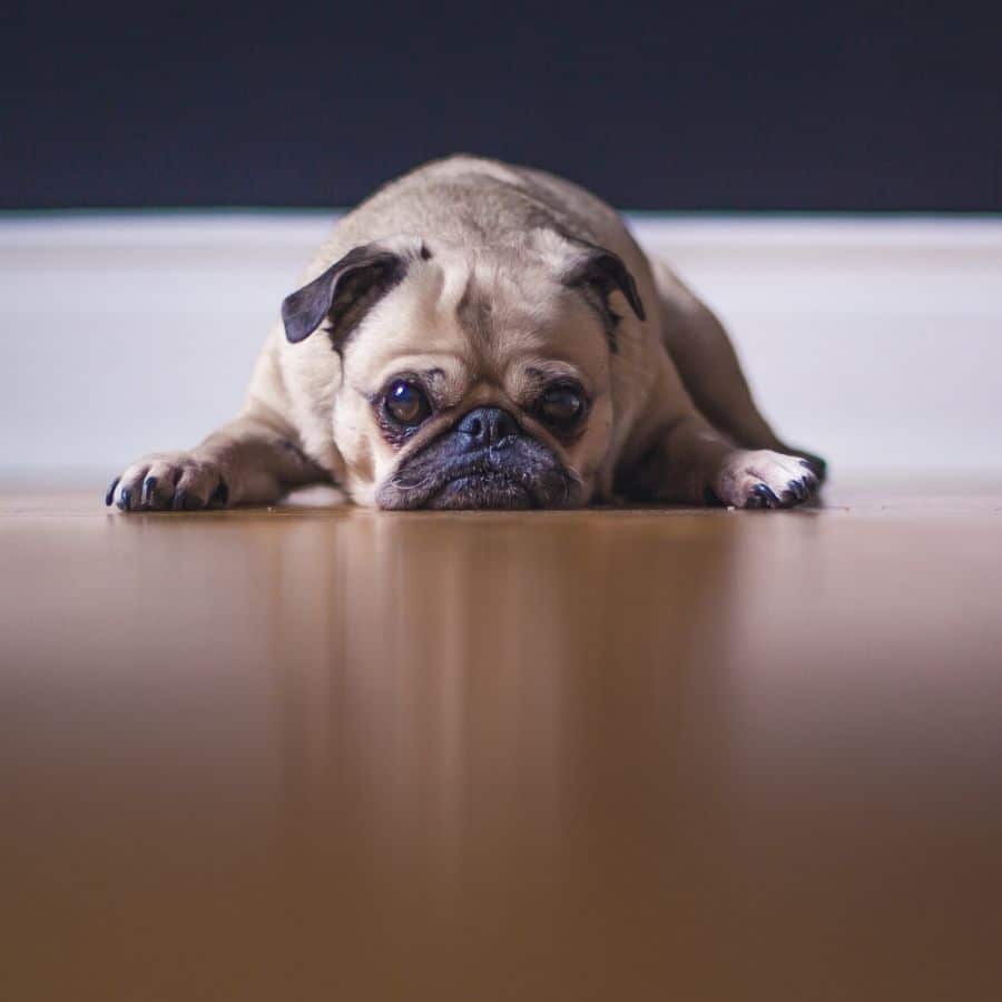 ¿Cómo saber si mi perro tiene fiebre?