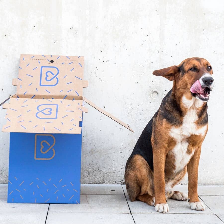 ¿Cuántas veces al día debe comer un perro?