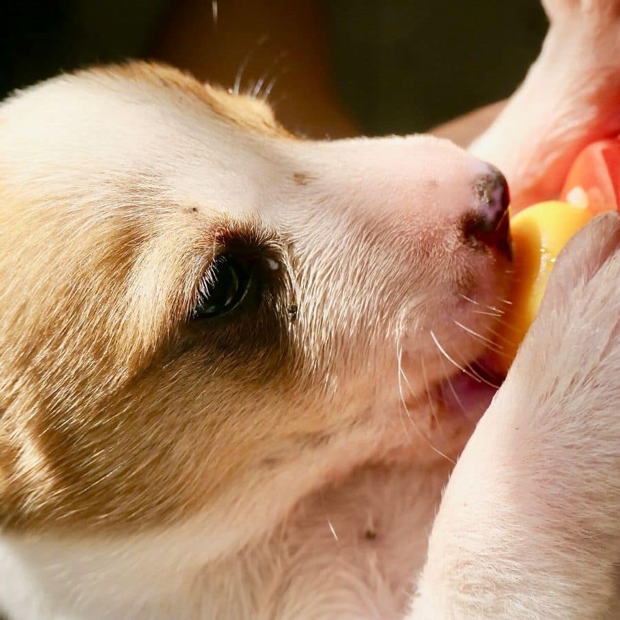 Como alimentar cachorros recién nacidos.