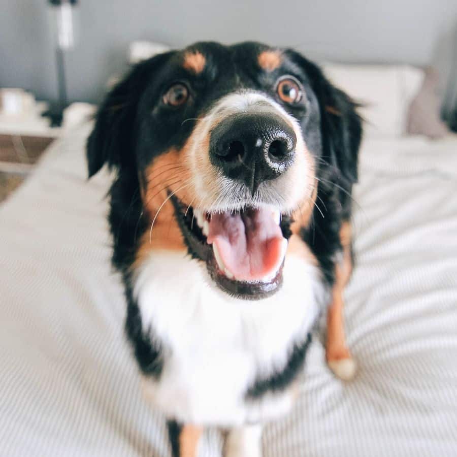 ¿Por qué mi perro tiene la nariz pelada?