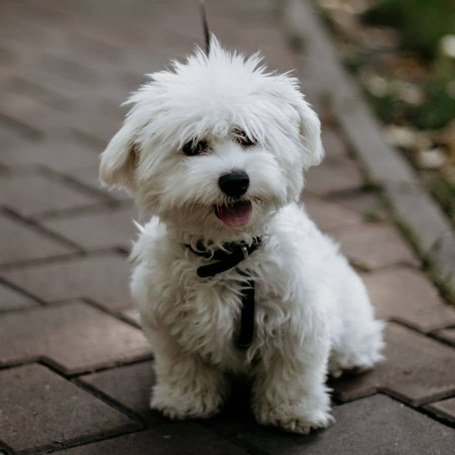 10 razas de perros enanos