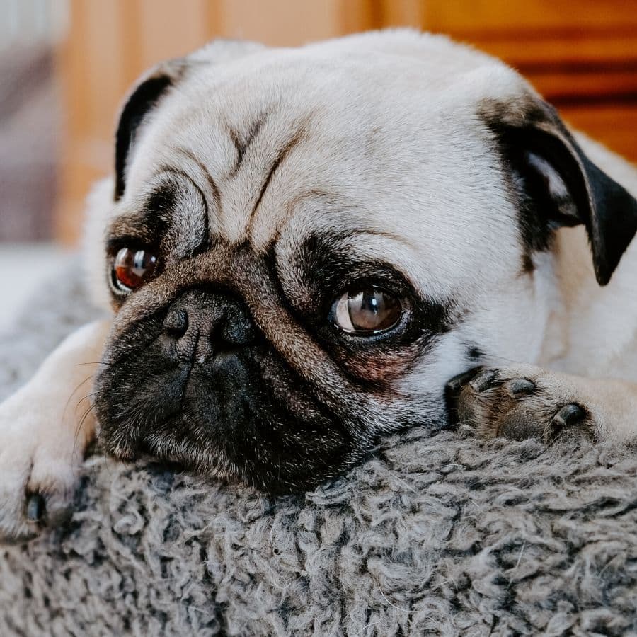 Heces amarillas en perros ¿qué significa?