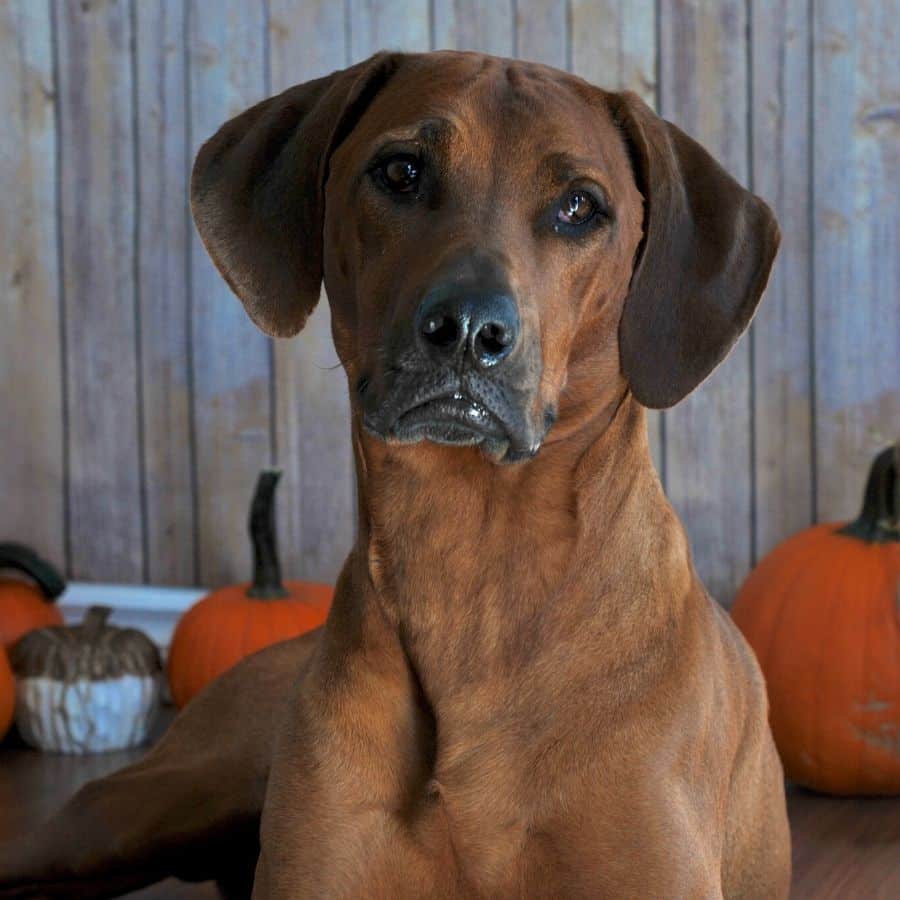 Piensos holísticos para perros ¿Que son?