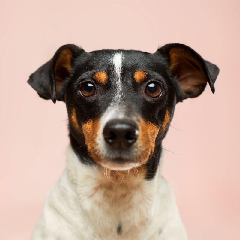 Mi perro está haciendo heces negras: ¿qué podría ser?
