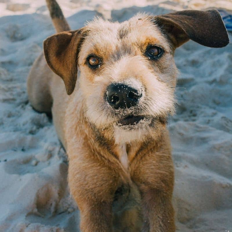 Mi perro ha comido arena, ¿y ahora qué?