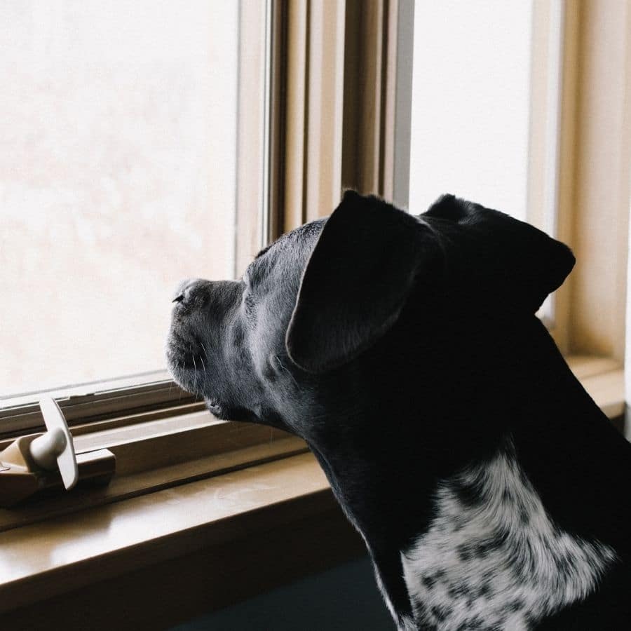 ¿Los perros tienen noción del tiempo?