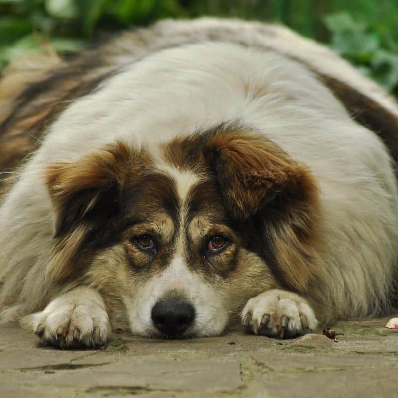 Síntomas y tratamiento del colesterol alto en perros (hiperlipemia)