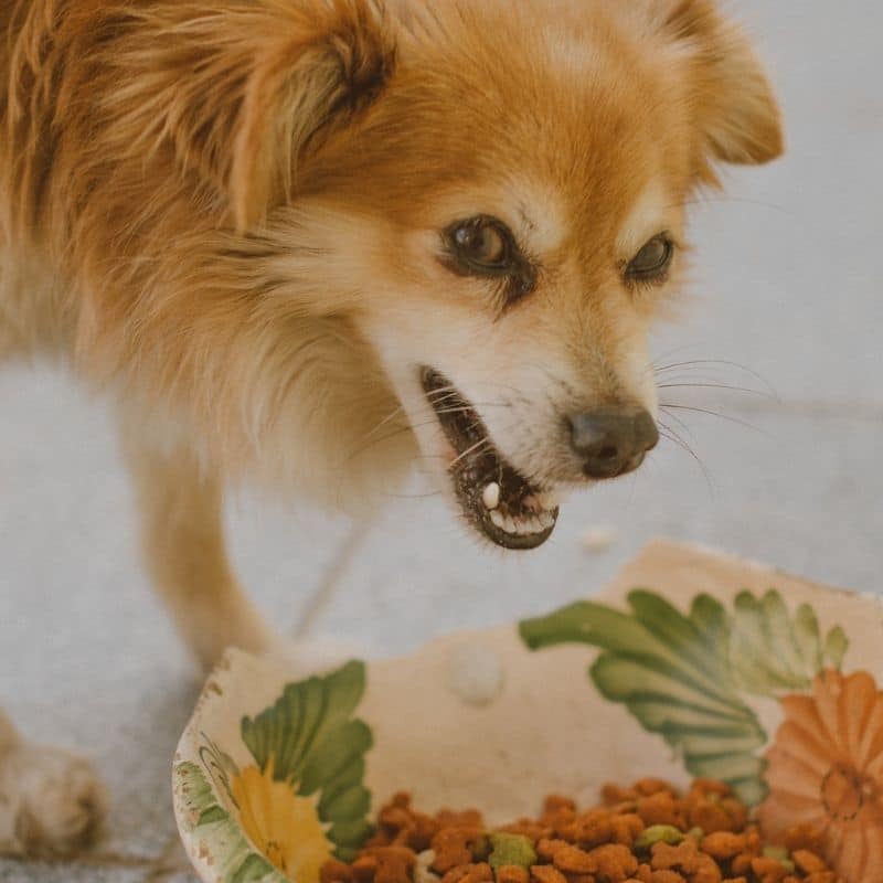 ¿Por qué los perros comen su propio vómito?
