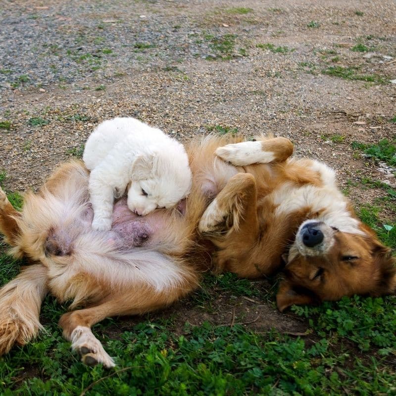 Magnesio para perros