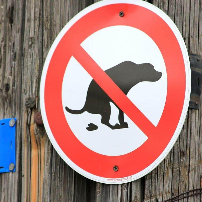 Coprofagia: ¿Por qué mi perro se come las heces?