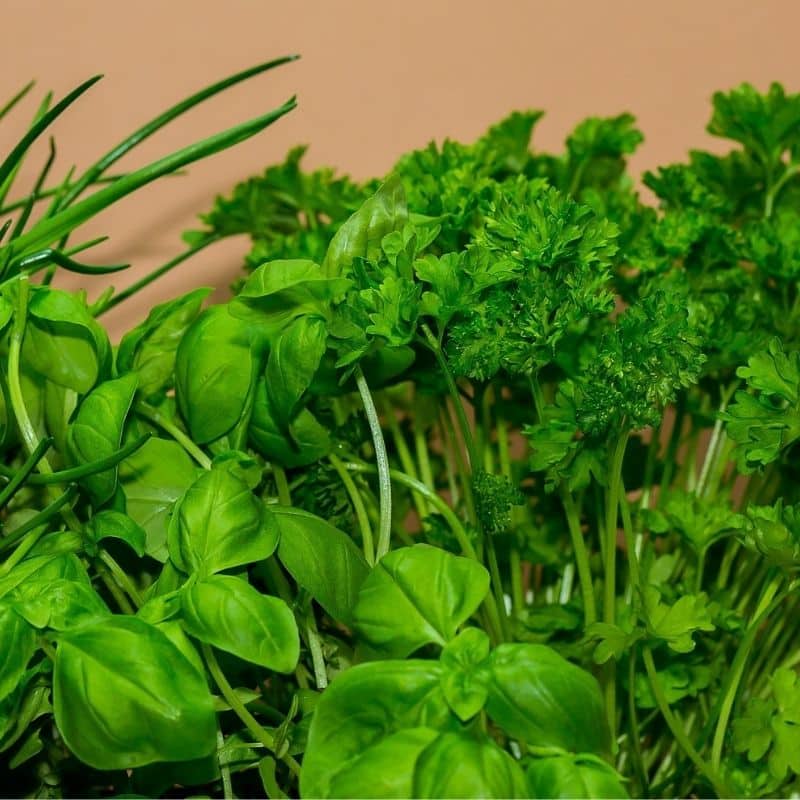 5 hierbas aromáticas saludables para perros