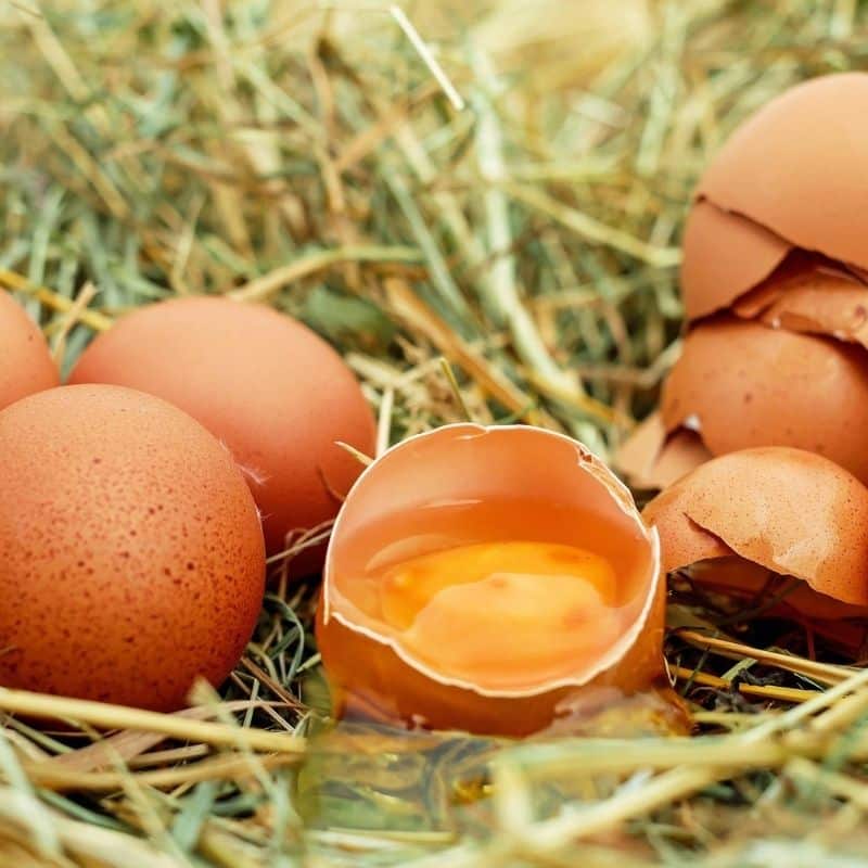 ¿Pueden los perros comer huevos?