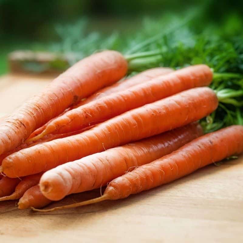 ¿Puede mi perro comer zanahoria? 5 beneficios de este alimento para perros