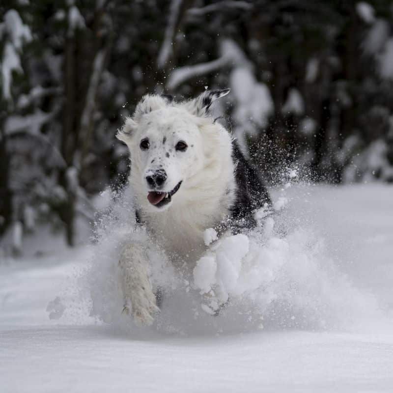¿Mi perro puede jugar en la nieve?