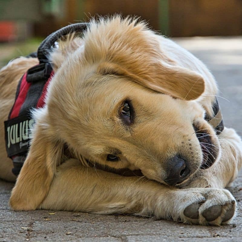 Una sopa para perros