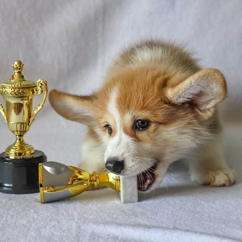 ¿Cómo participar con mi perro en concursos de raza?