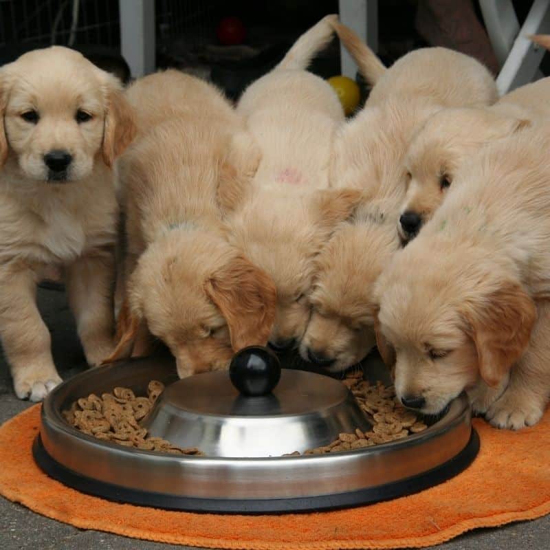 Cuándo cambiar el pienso de cachorro a adulto