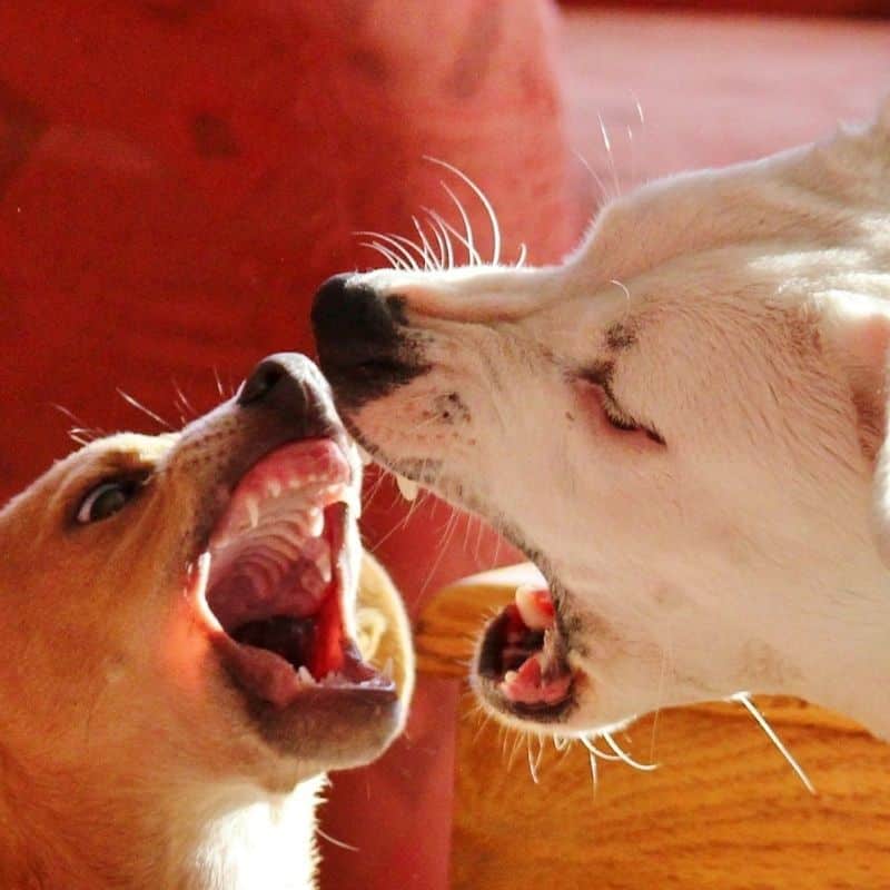 Perros dominantes vs perros sumisos: ¿qué saber sobre el tema?