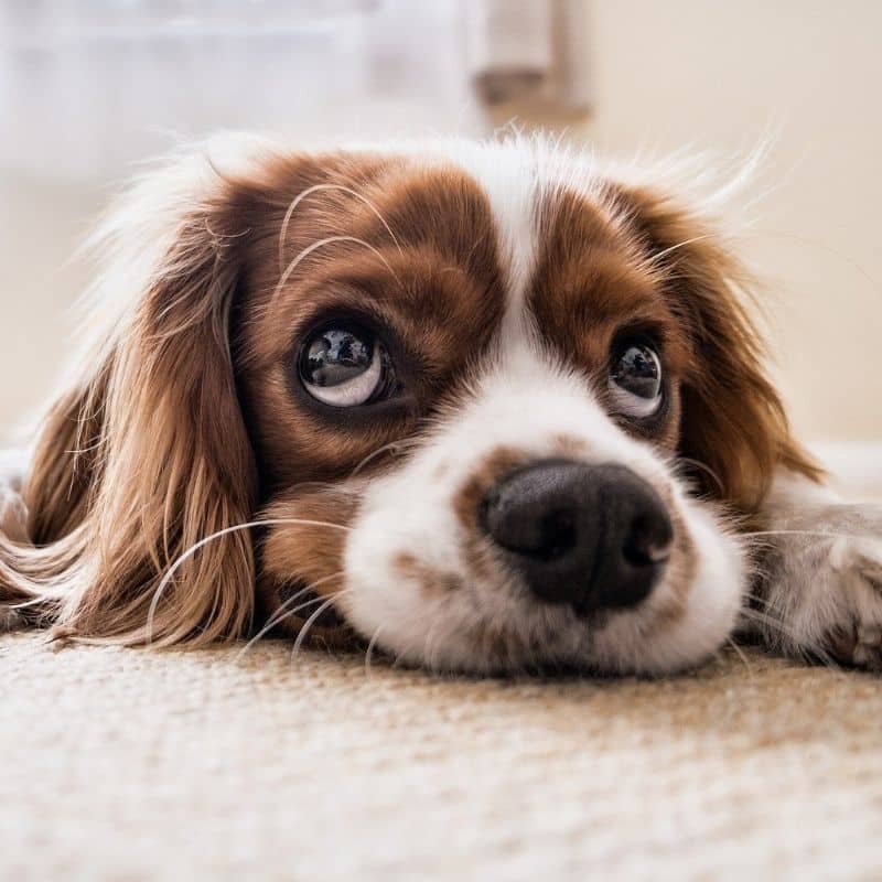 ¿Por qué mi perro tiene deposiciones blandas?