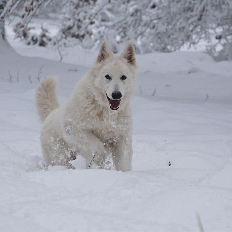 10 razas para quienes buscan un perro de pelo blanco