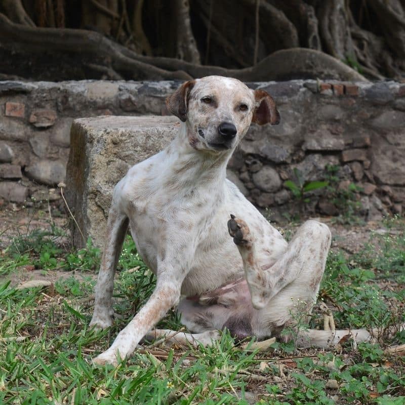 Mi perro tiene la piel roja ¿por qué?