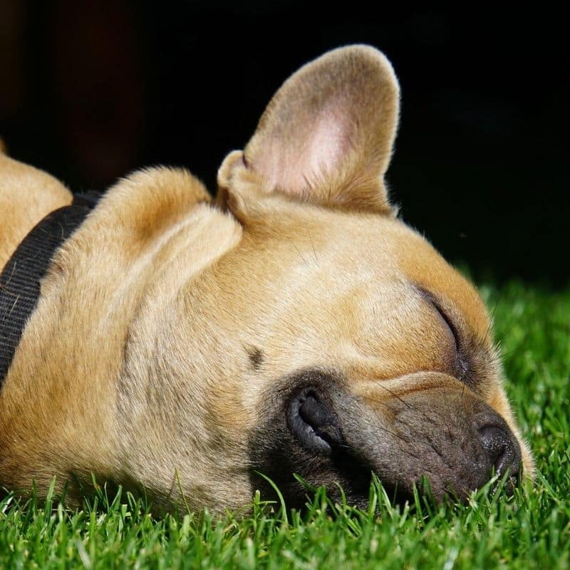 Tranquilizantes naturales para perros ¿cuáles son los más adecuados?