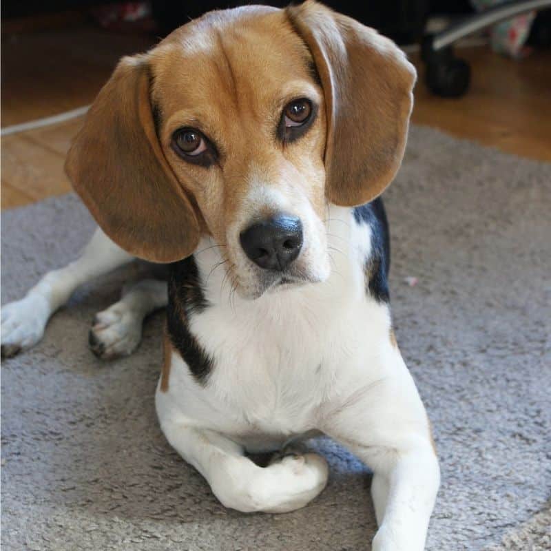 10 razas de perro mediano