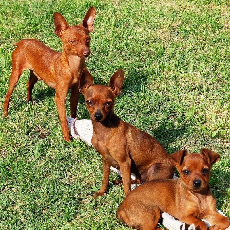 Cuidados y características del Pinscher miniatura