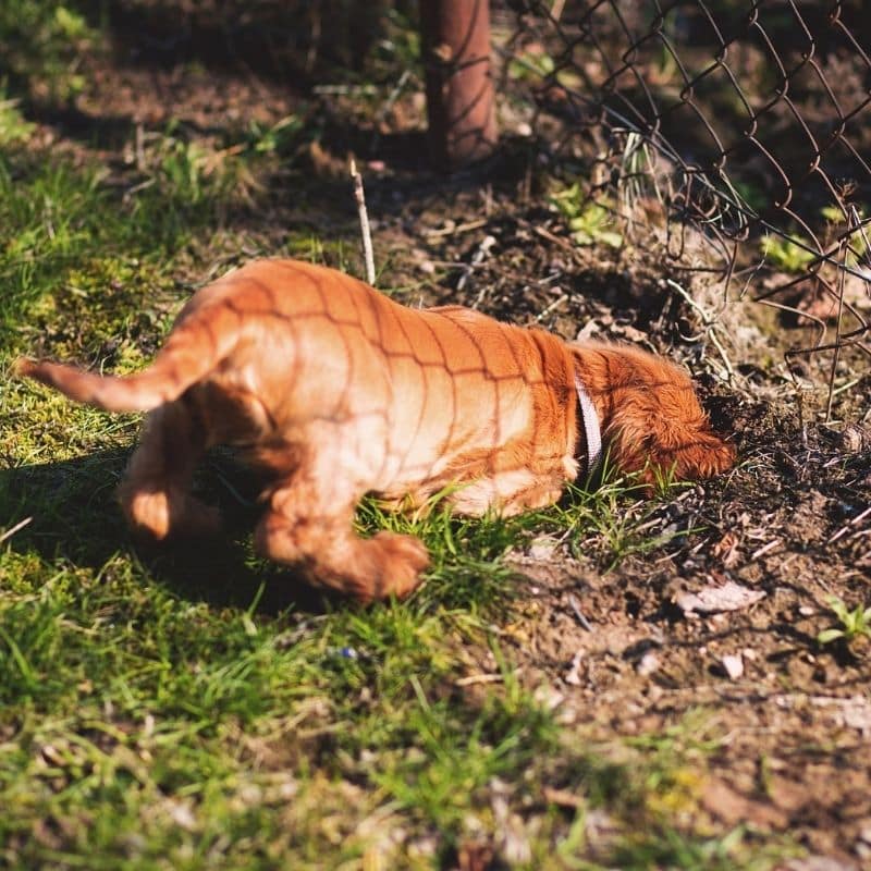 ¿Por qué a mi perro le gusta excavar?