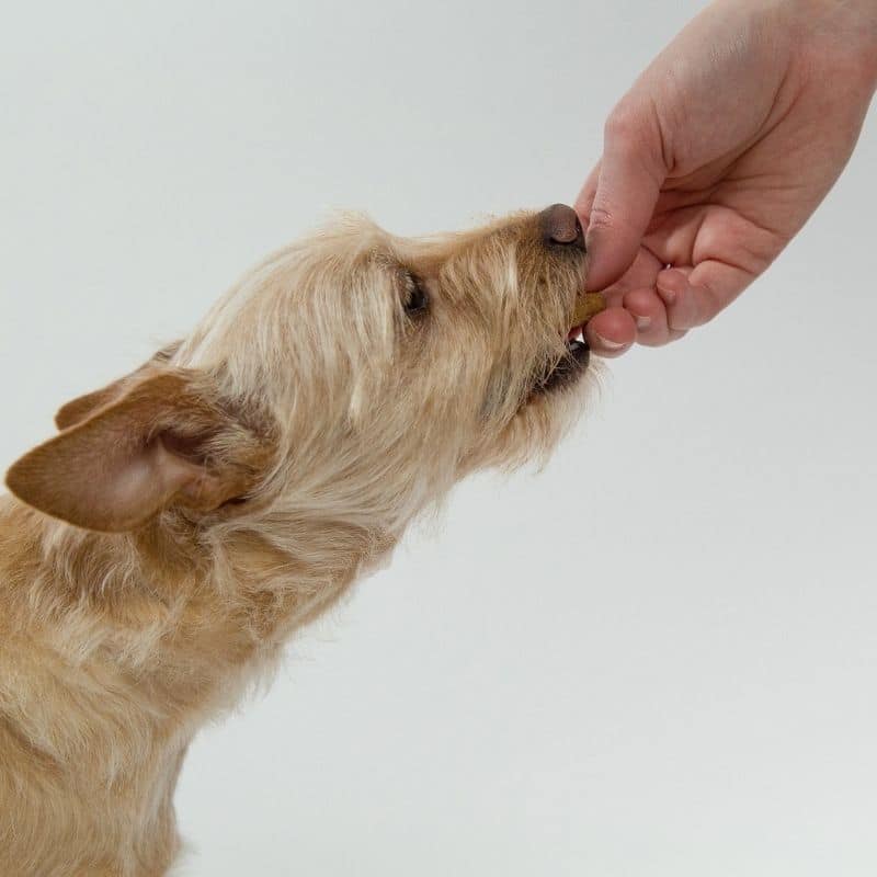 ¿Qué es la ultralevura para perros?